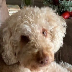 Meet your Posher, Kevin